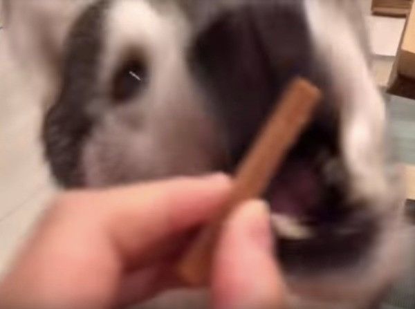 シベリアン・ハスキー