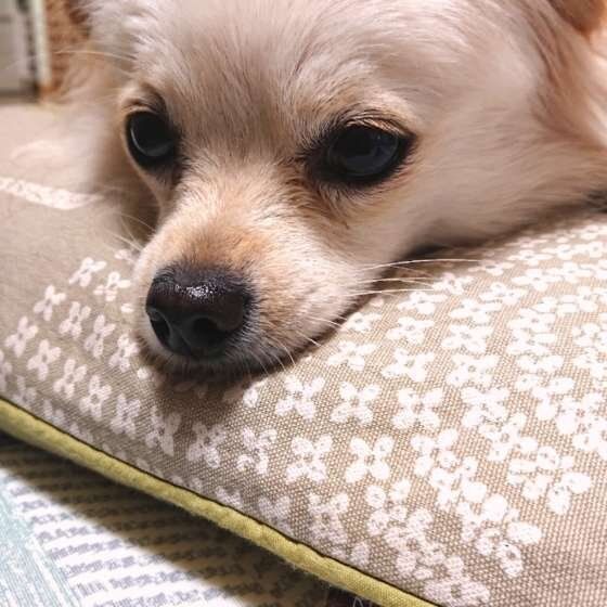 MIXのノエルちゃん