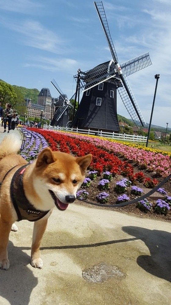 お出かけ大好き柴犬