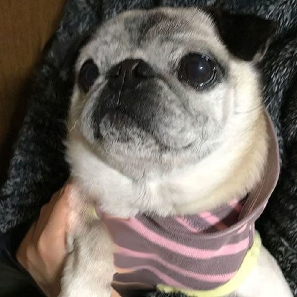 抱っこされてる自分ってかわいい 連載 パグ犬 めー Vol 37 いぬのきもちweb Magazine 抱っこされてる自分ってかわいい 連載 パグ犬 めー Vol 37 いぬのきもちweb Magazine