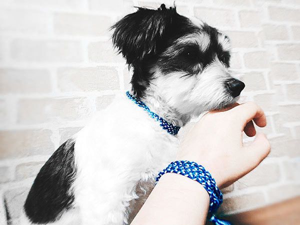 飼い主さんと犬