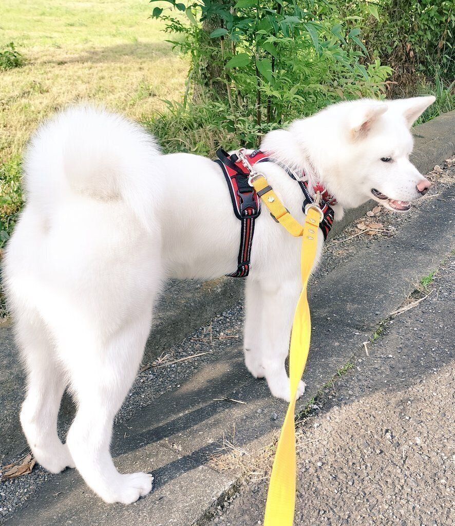 散歩を楽しむこまちちゃん