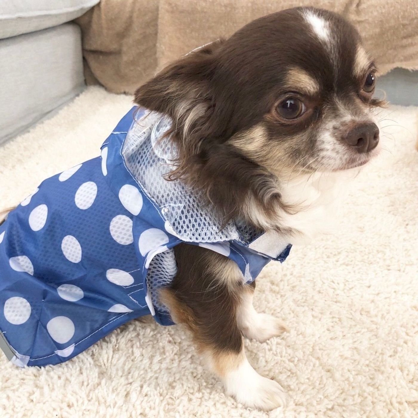 ダイソー 犬のレインコート って使える 体験レポート いぬのきもちweb Magazine ダイソー 犬のレインコート って使える 体験レポート いぬのきもちweb Magazine