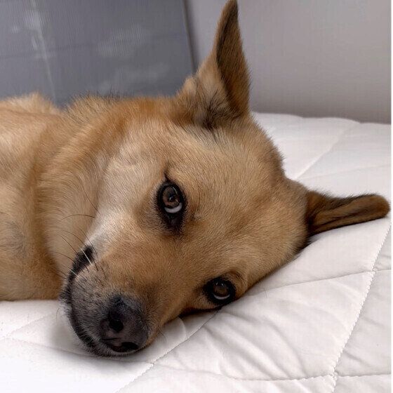 Mix（中型犬）の塁くん♪