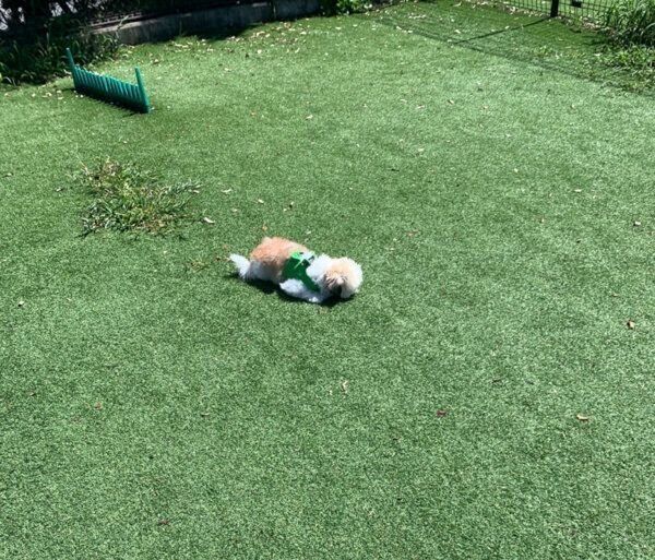 ドッグランでくつろぐ、たむたむくん