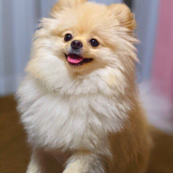 笑顔のポメラニアン