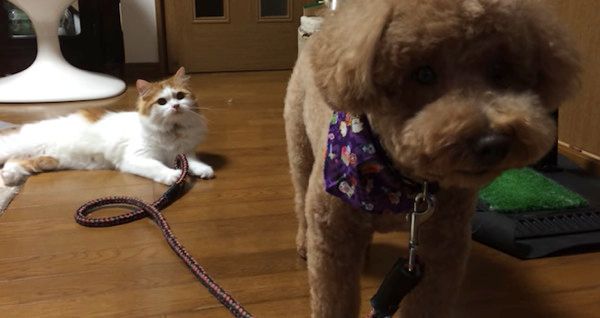 トイ・プードルを見つめる猫