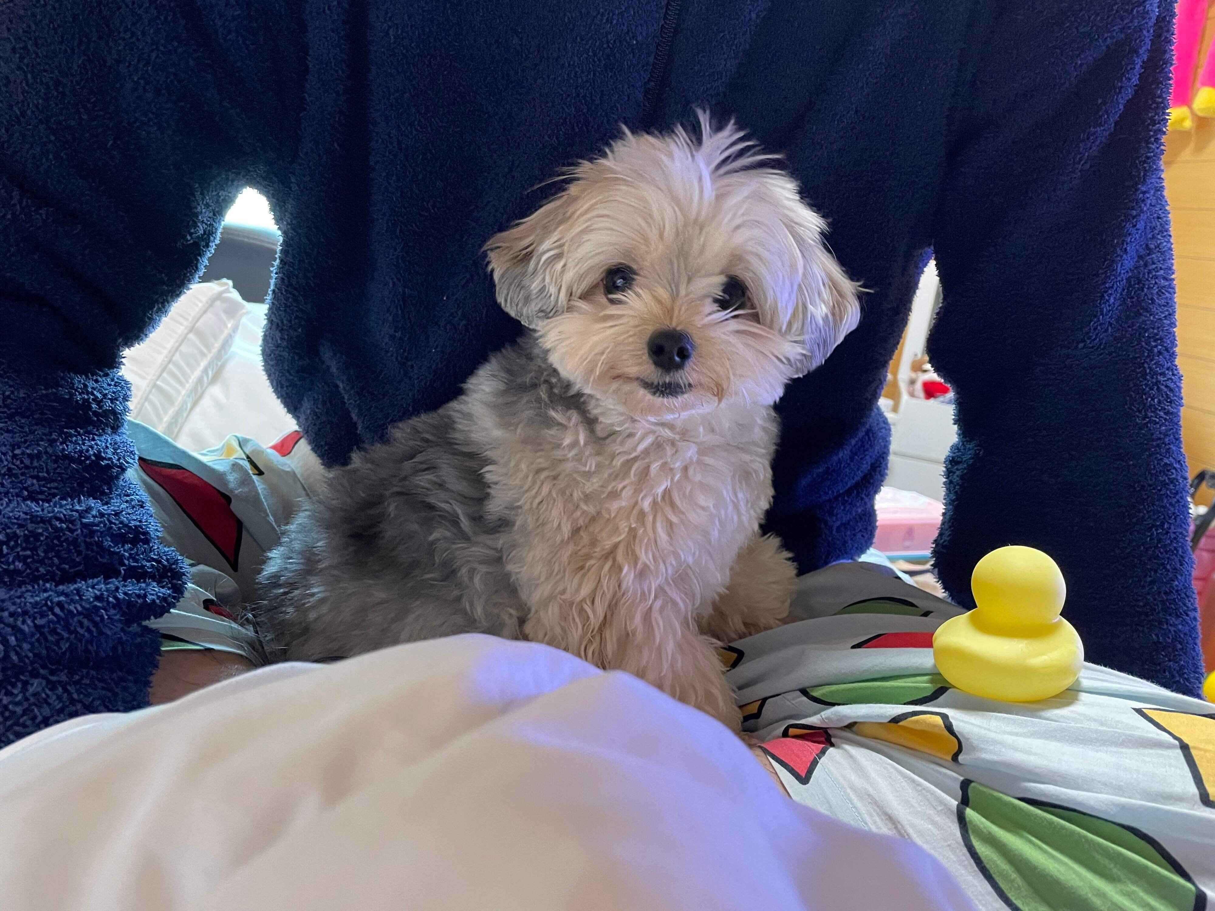 パパさんの上に座り込むぽたちゃん