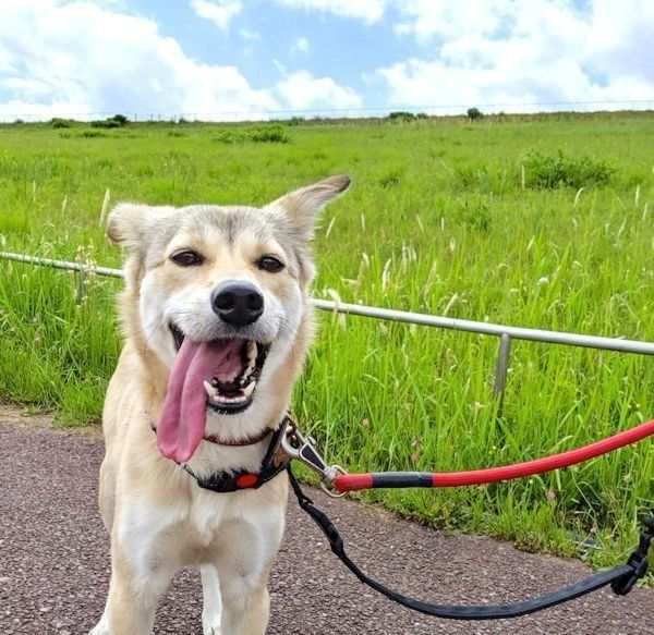 元保護犬・MIXのめるちゃん