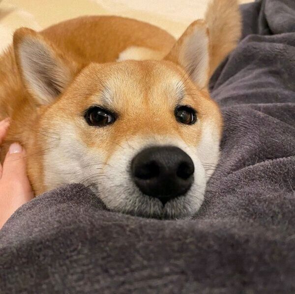 アゴ乗せする五十鈴ちゃん