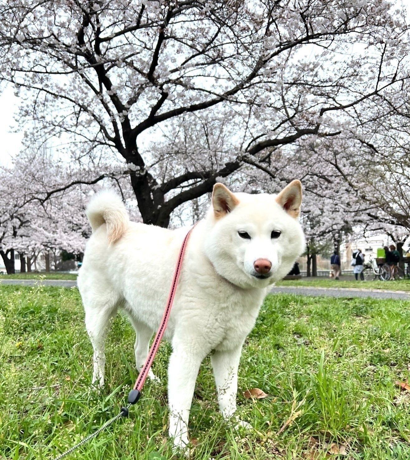 散歩をするチョビちゃん