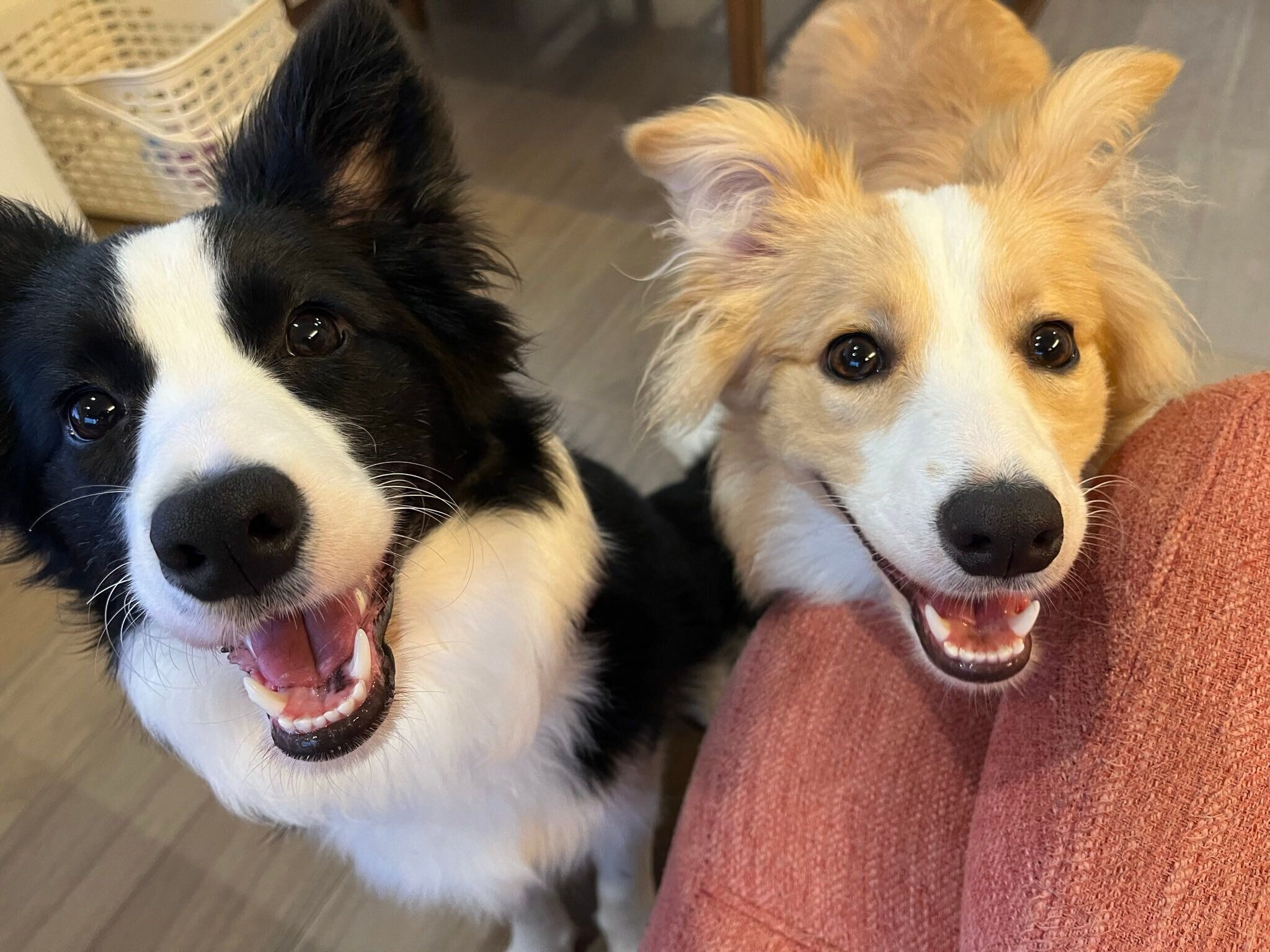 笑顔が可愛いむぎちゃん、あんずちゃん