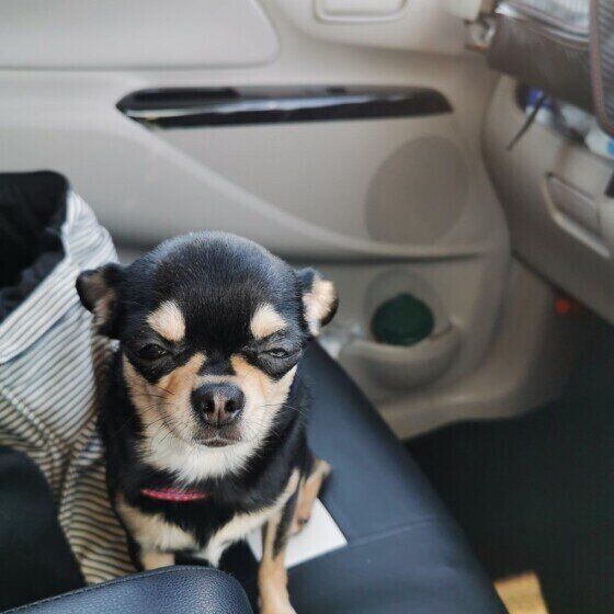 チワワ　ラブちゃん