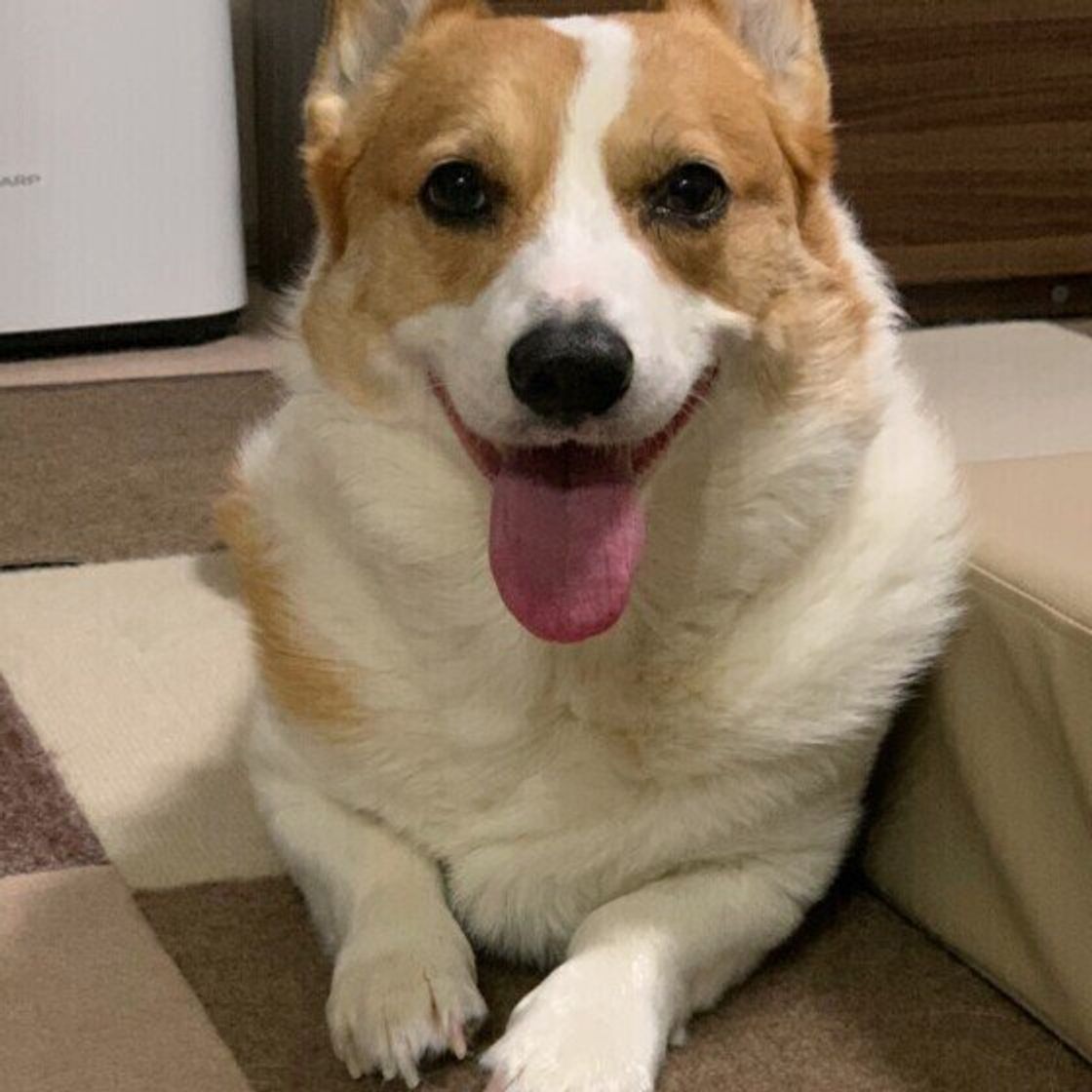 コーギーやシェルティも 牧羊犬 牧畜犬として活躍した犬種とは いぬのきもちweb Magazine コーギーやシェルティも 牧羊犬 牧畜犬として活躍した犬種とは いぬのきもちweb Magazine