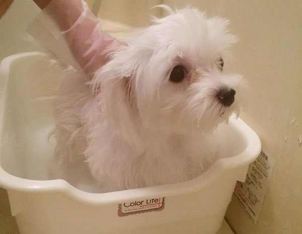 お風呂するマルチーズ
