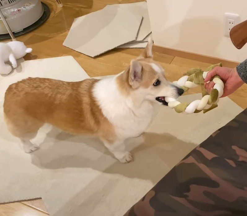 パパと遊びたい犬