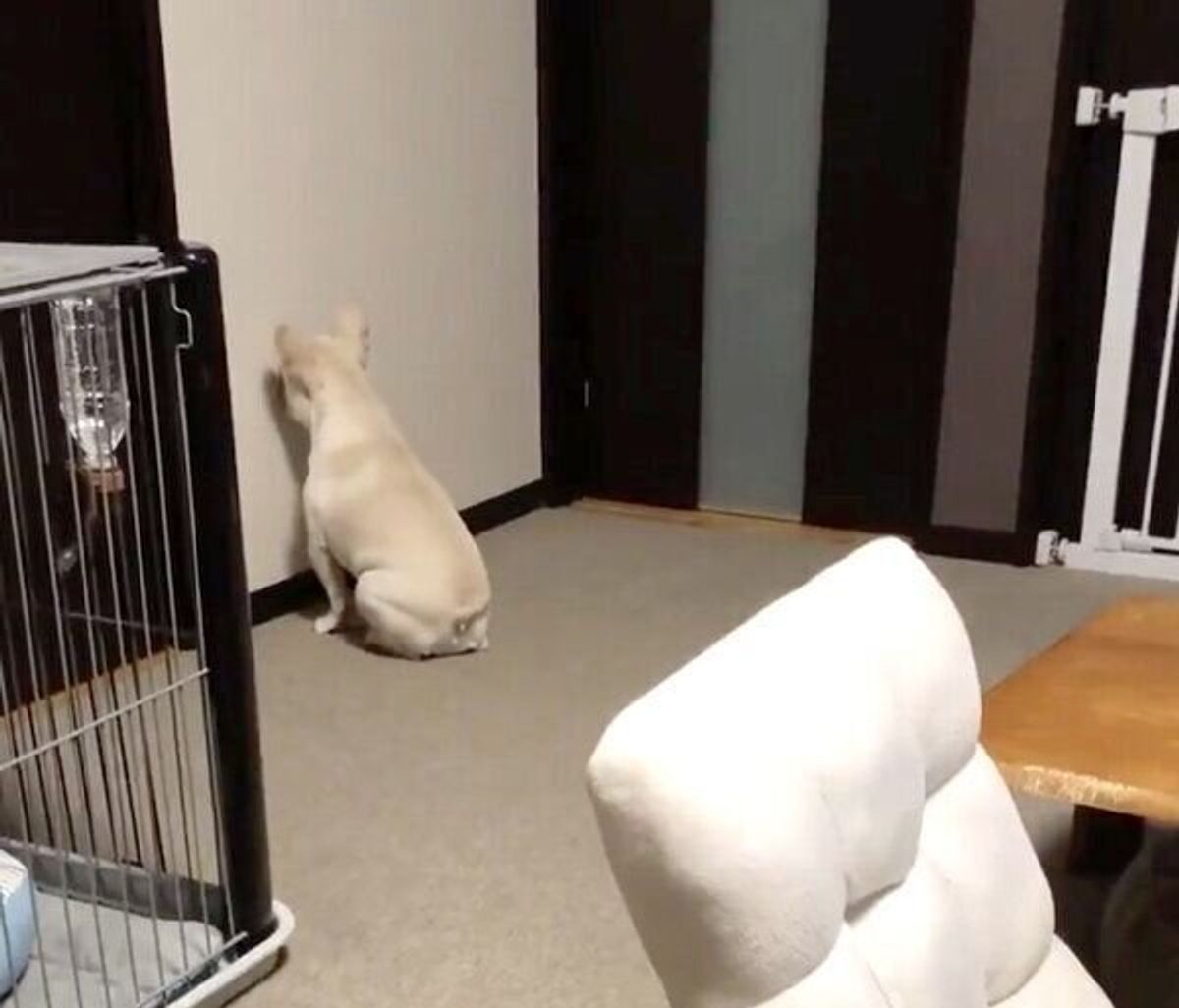 壁に向かって なにか をする 可愛いけど恐怖を感じるフレブルの行動 いぬのきもちweb Magazine 壁に向かって なにか をする 可愛いけど恐怖を感じるフレブルの行動 いぬのきもちweb Magazine