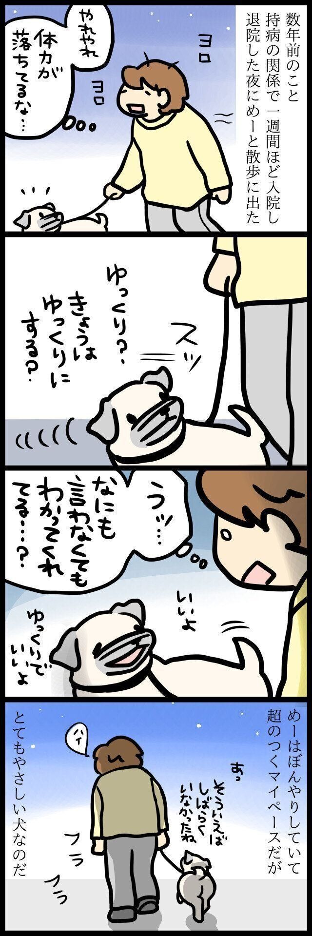 【連載】パグ犬・めー