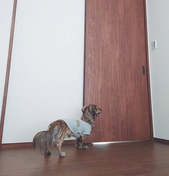 犬が通る場所は引き戸にして足をはさんだりしないように配慮。「全館空調ですが、万が一に備えて予備のエアコン、換気窓も設置しています」