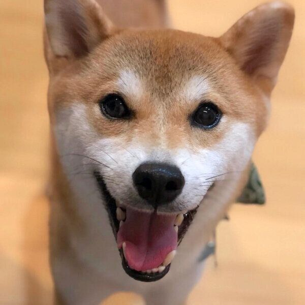 笑顔が可愛いラテくん