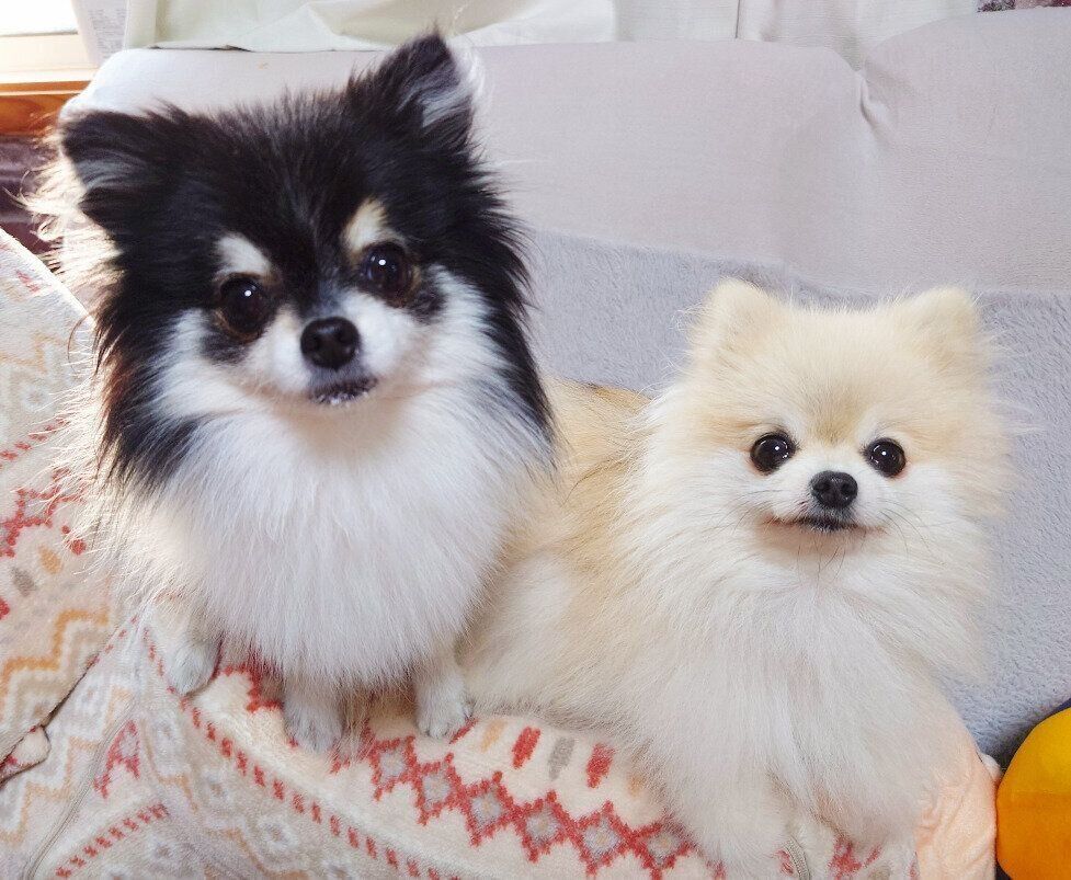 仲良しなこまちちゃん、てまりちゃん