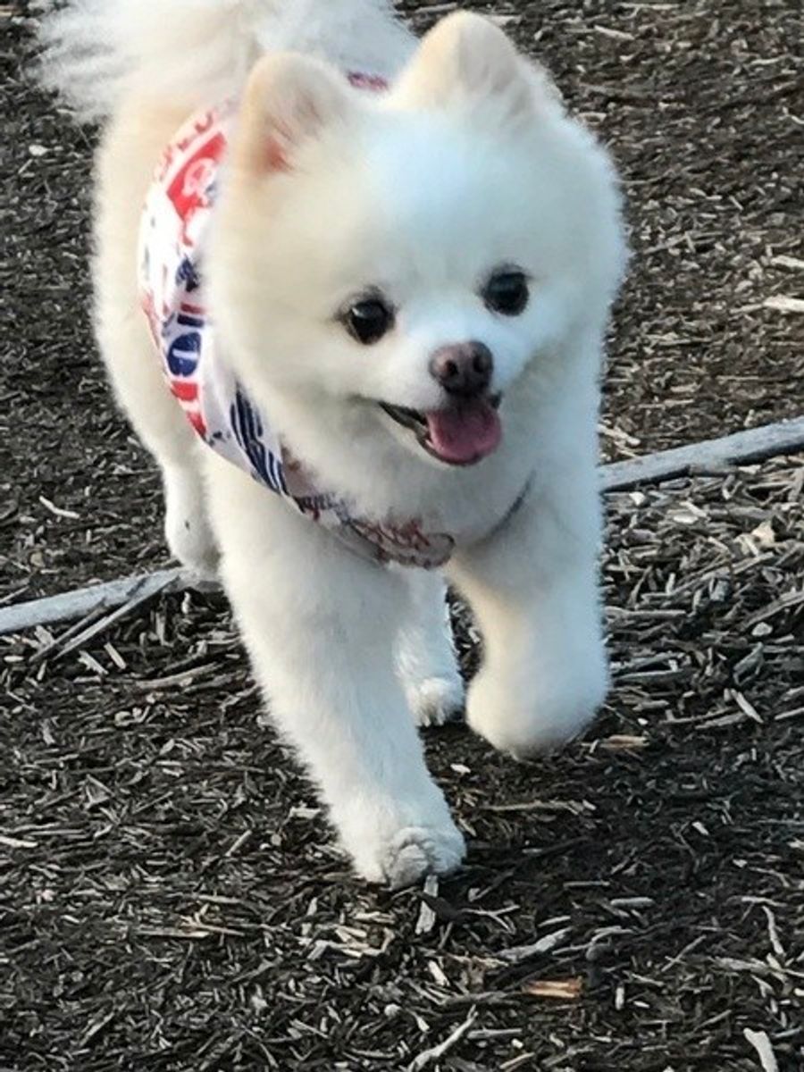 犬の健康にとっても 腸内環境 が大切って知ってた いぬのきもちweb Magazine 犬の健康にとっても 腸内環境 が大切って知ってた いぬのきもちweb Magazine