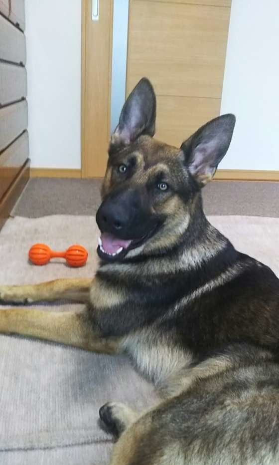 ジャーマン・シェパード・ドッグ