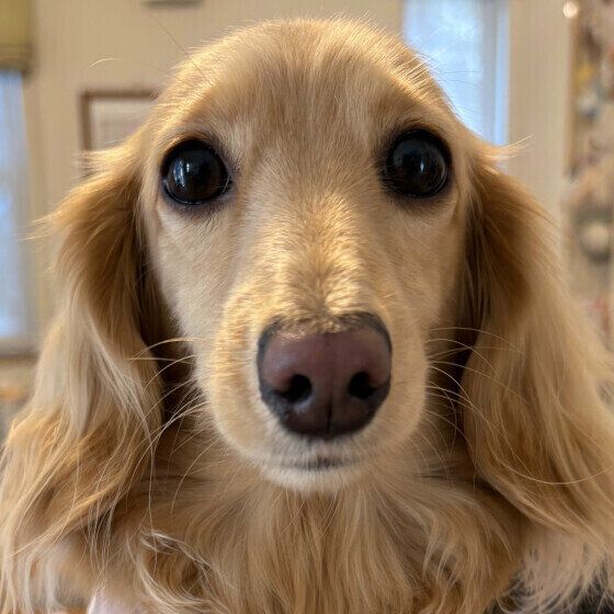 ドアップ！ カメラ目線のミニチュア・ダックスフンド