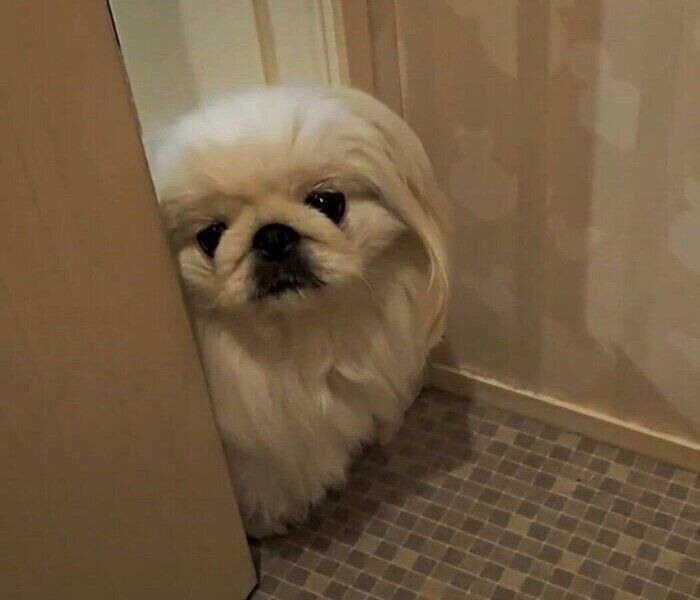 トイレの前で出待ちするぱんちゃん。