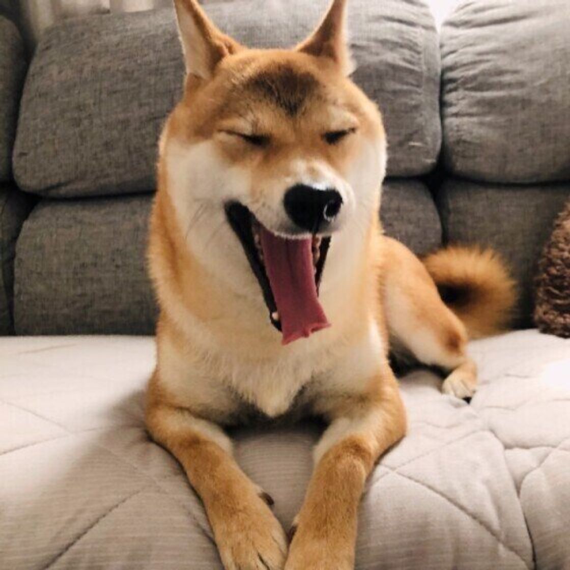 あくび は犬の処世術 あくびに込められた意外な理由とは いぬのきもちweb Magazine あくび は犬の処世術 あくびに込められた意外な理由とは いぬのきもちweb Magazine