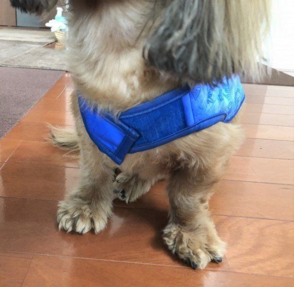 ひんやりベストの首周り