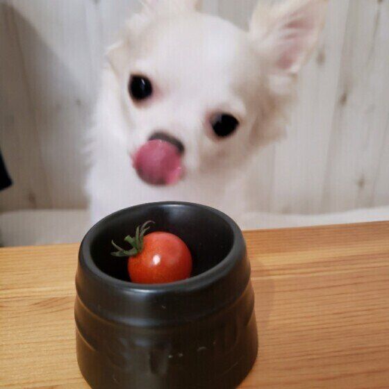 獣医師監修 犬にトマトを与えるときは注意が必要 与えるメリットとデメリットを解説 いぬのきもちweb Magazine