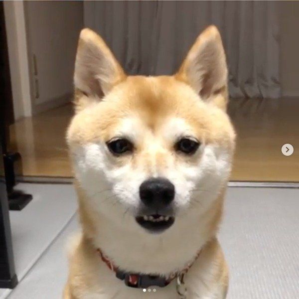 変顔しちゃう柴犬