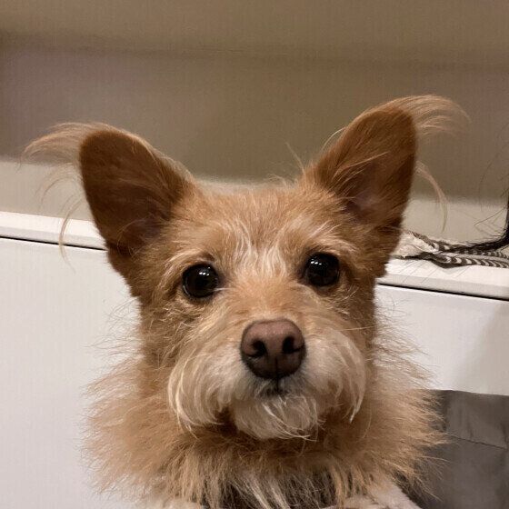 Mixのくるみちゃん