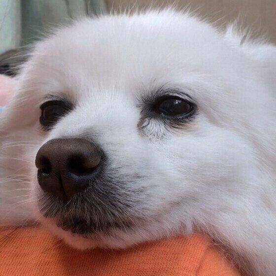 認知症になりやすい犬の傾向とは？ 犬の認知症の症状と飼い主ができること いぬのきもち