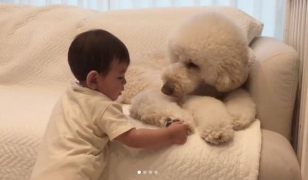 肉球を触られる犬