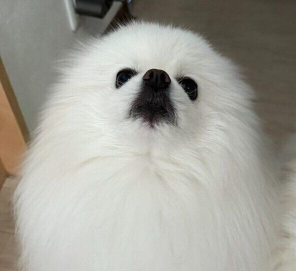 はくくん