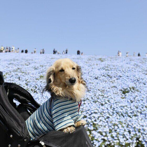 ダックスフンド