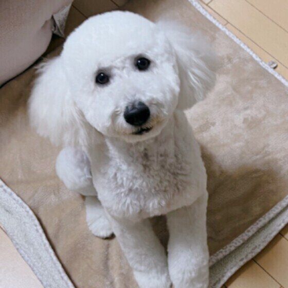 ミニチュア・プードル