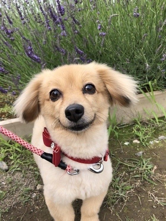 ラベンダー畑の犬