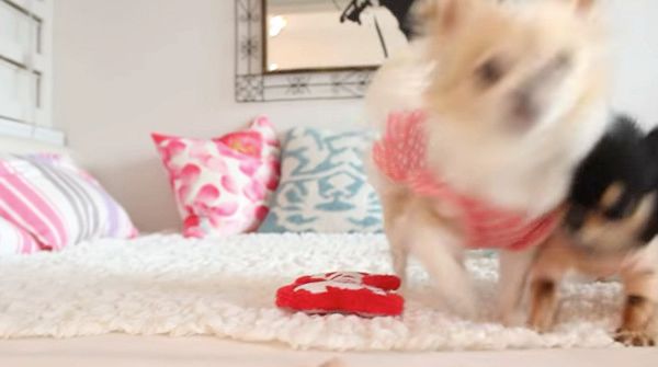 おやつに大興奮のチワワ