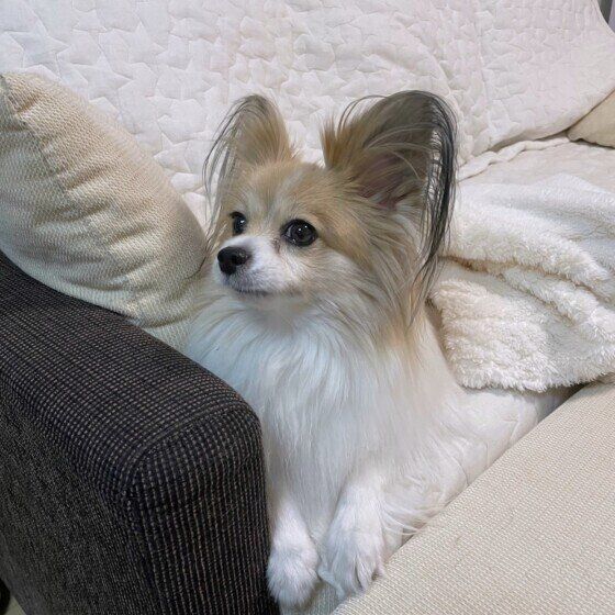 パピヨン　かわいいポーズ