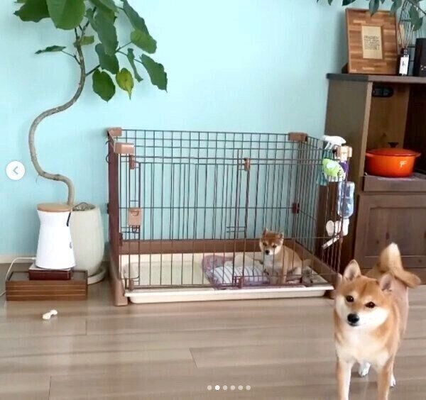 たまちゃんにガムを譲るにこちゃん