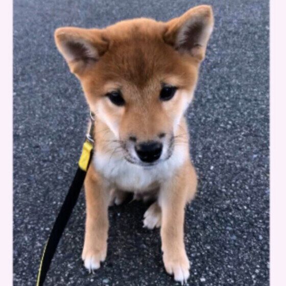 柴　子犬時代