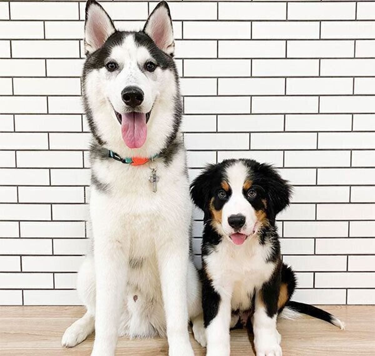 先輩ハスキーの元にやんちゃなバーニーズの子犬が仲間入り 約1カ月経過した今の関係性を聞いてみた いぬのきもちweb Magazine 先輩ハスキーの元にやんちゃなバーニーズの子犬が仲間入り 約1カ月経過した今の関係性を聞いてみた いぬのきもちweb Magazine