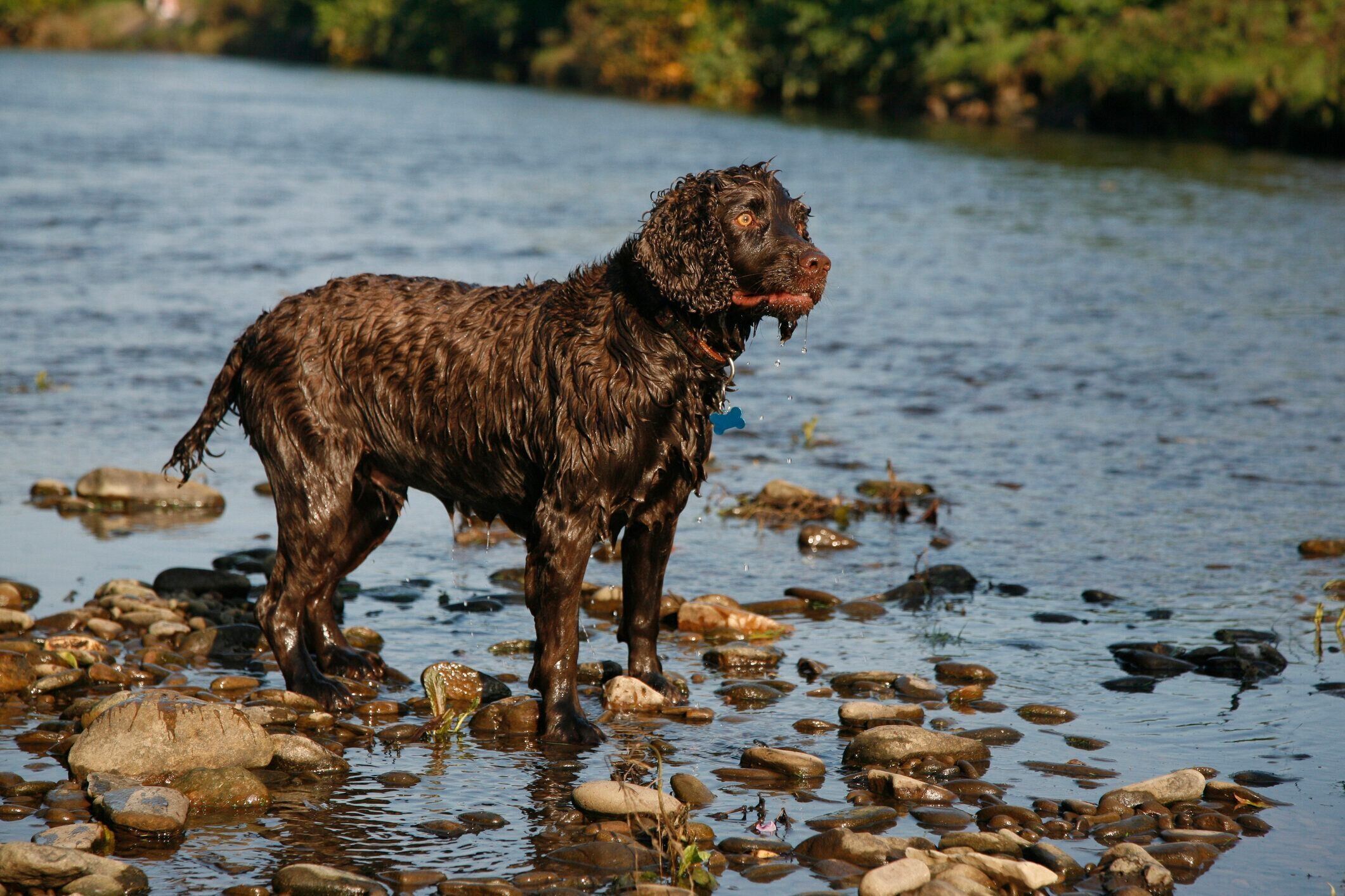 アイリッシュウォータースパニエル