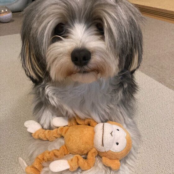 MIXのジョリィちゃん