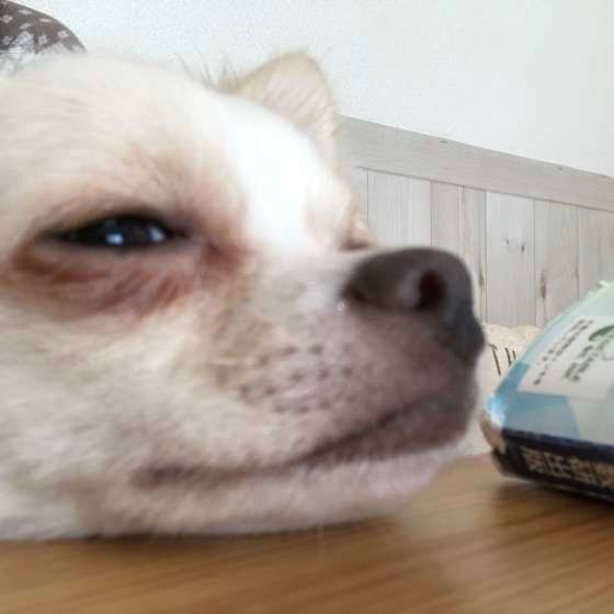 お勉強のお邪魔中？なボルトくん