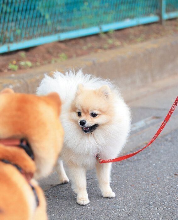 吠えてしまうポメラニアン