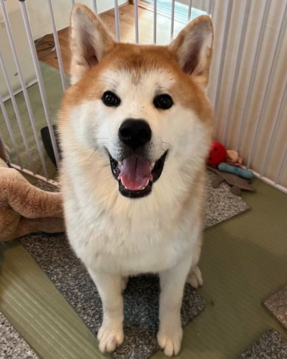 見つめる桃亮くん